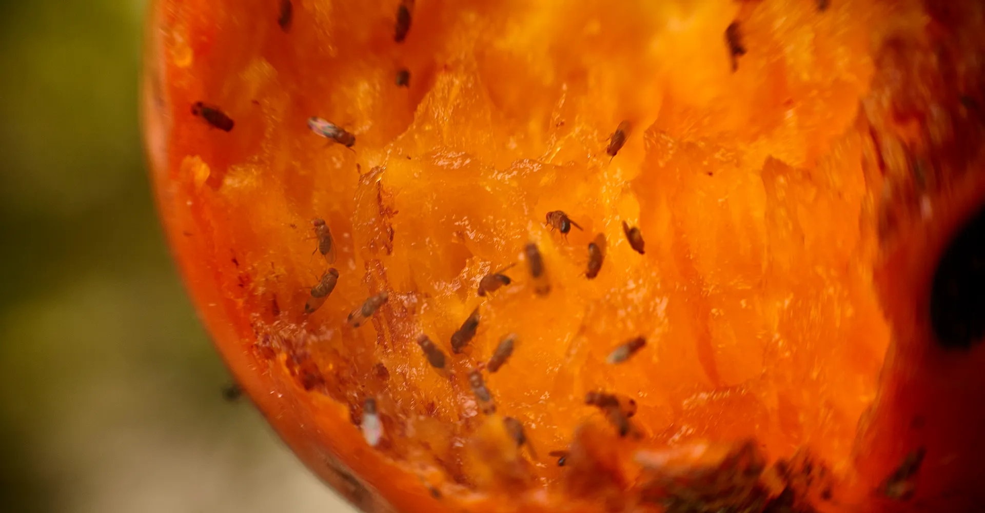 Imagem ilustrativa para o artigo Como evitar mosquitinhos de fruta na pia sem o uso de produtos tóxicos da Maria Brasileira